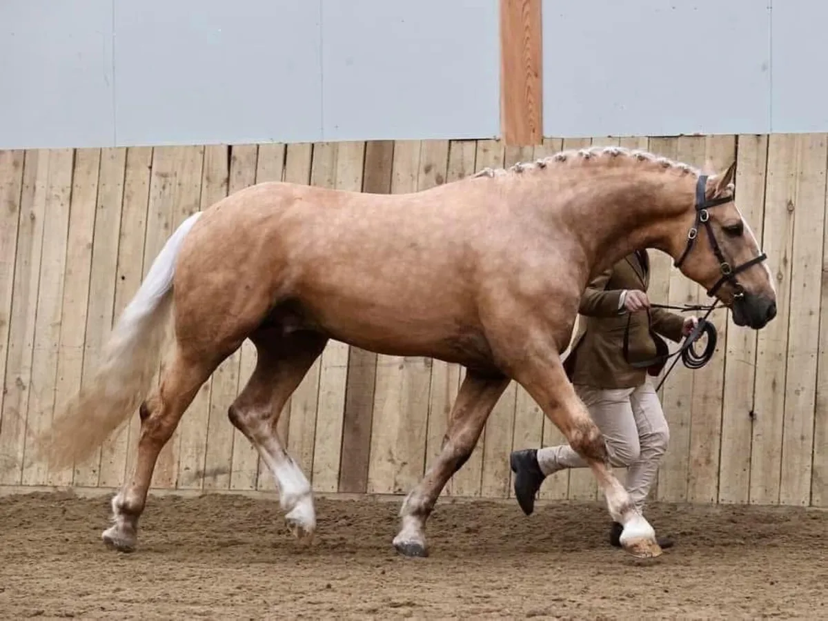 *AT STUD* Cappa Chino ID Palomino Stallion - Image 2
