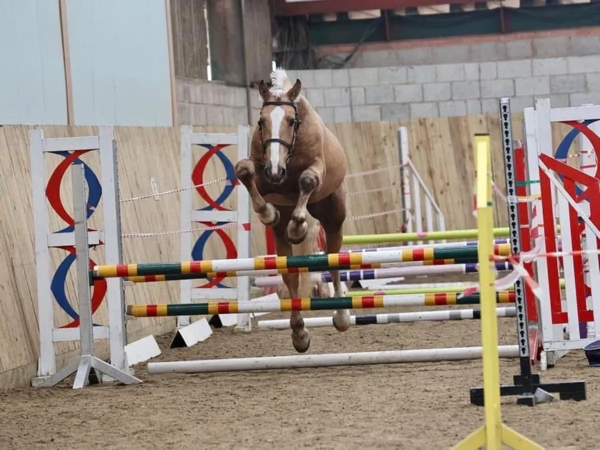 *AT STUD* Cappa Chino ID Palomino Stallion - Image 4