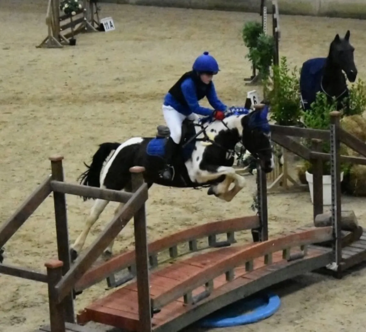 Milos– Top Class 128cm Working Hunter Pony - Image 1