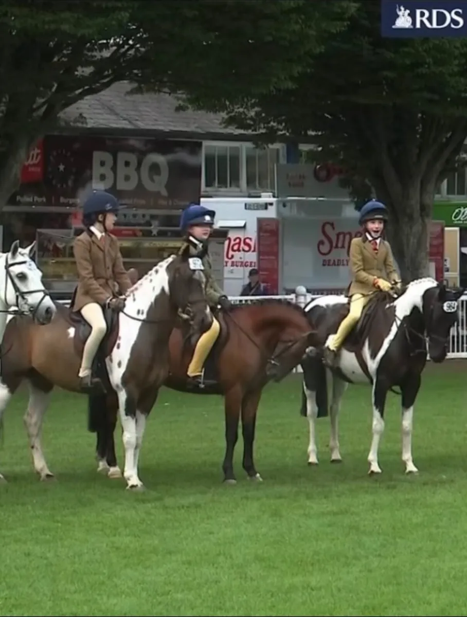 Milos– Top Class 128cm Working Hunter Pony - Image 2