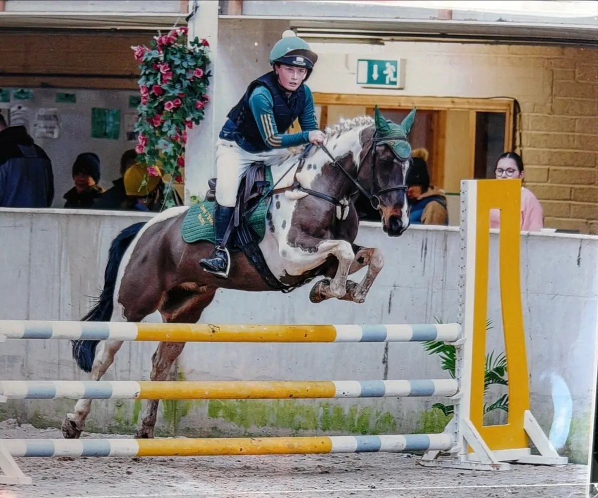 Milos– Top Class 128cm Working Hunter Pony - Image 3