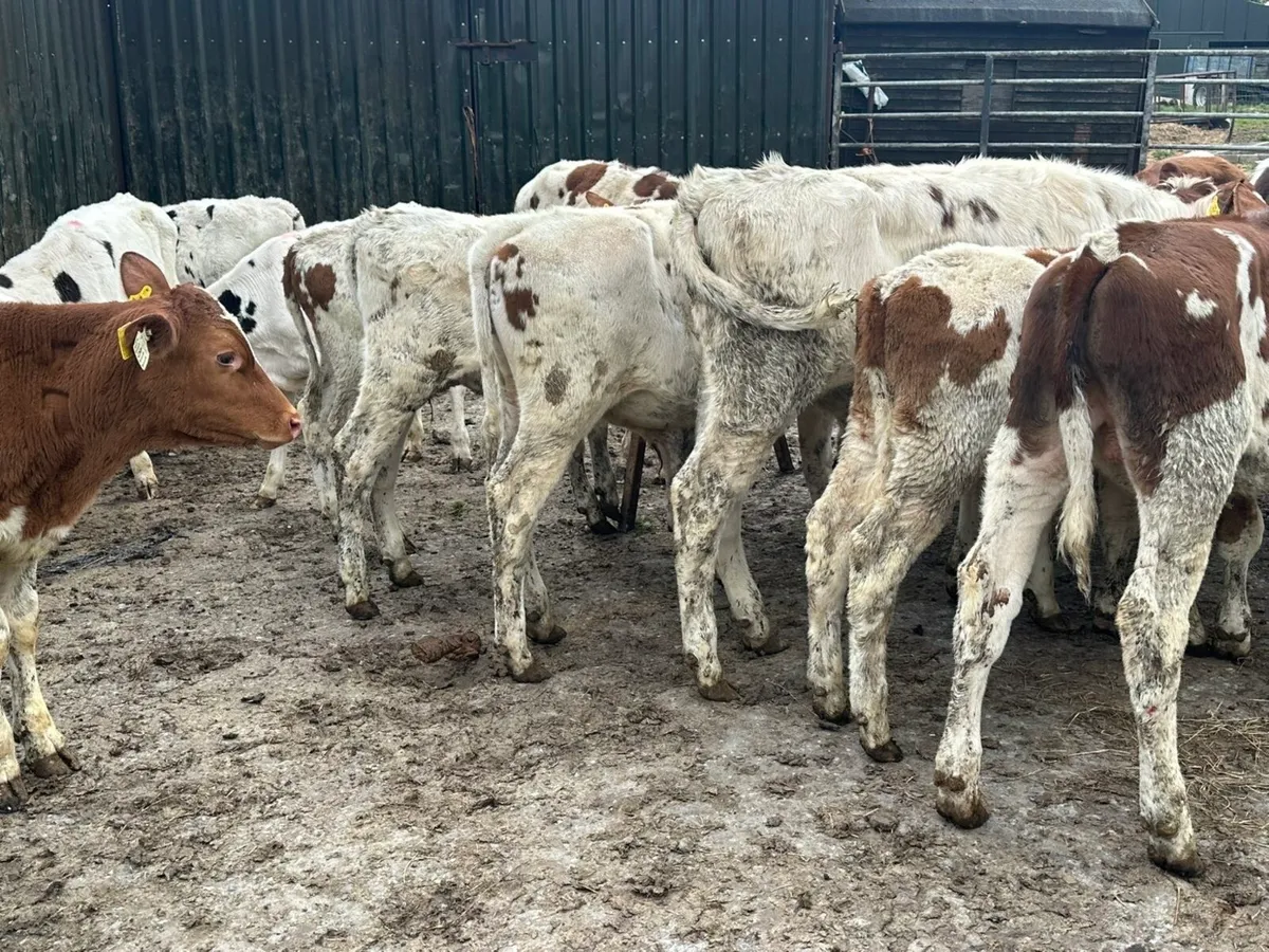 19 friesian bulls for sale - Image 3