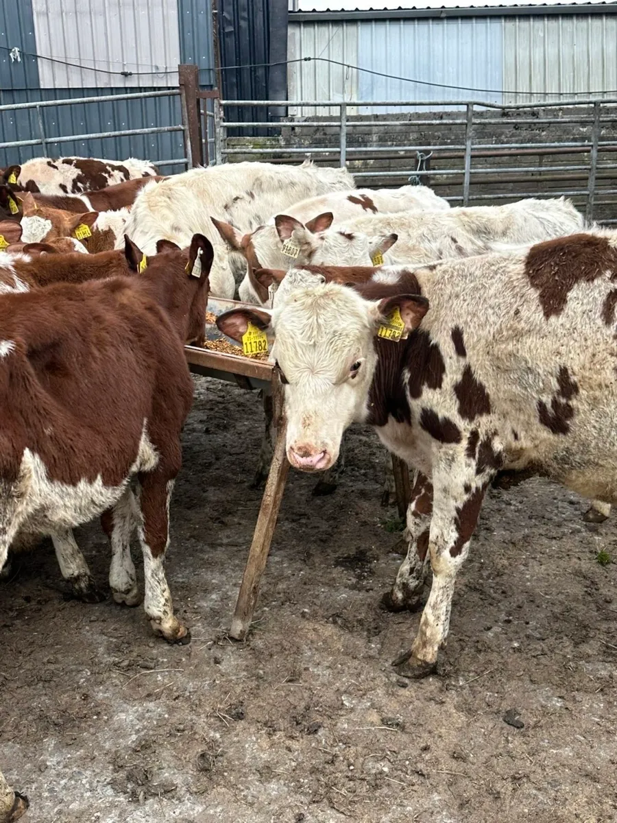 19 friesian bulls for sale - Image 4