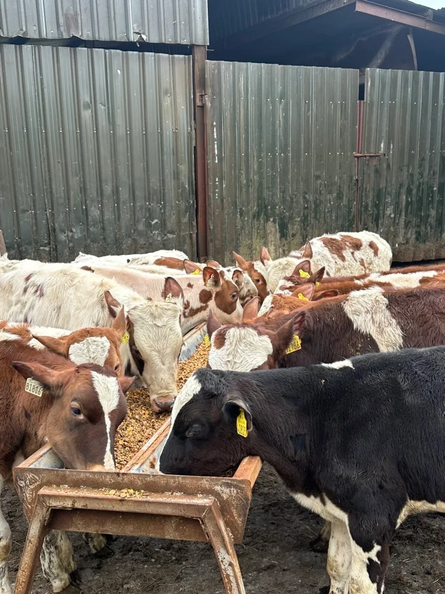 19 friesian bulls for sale - Image 1