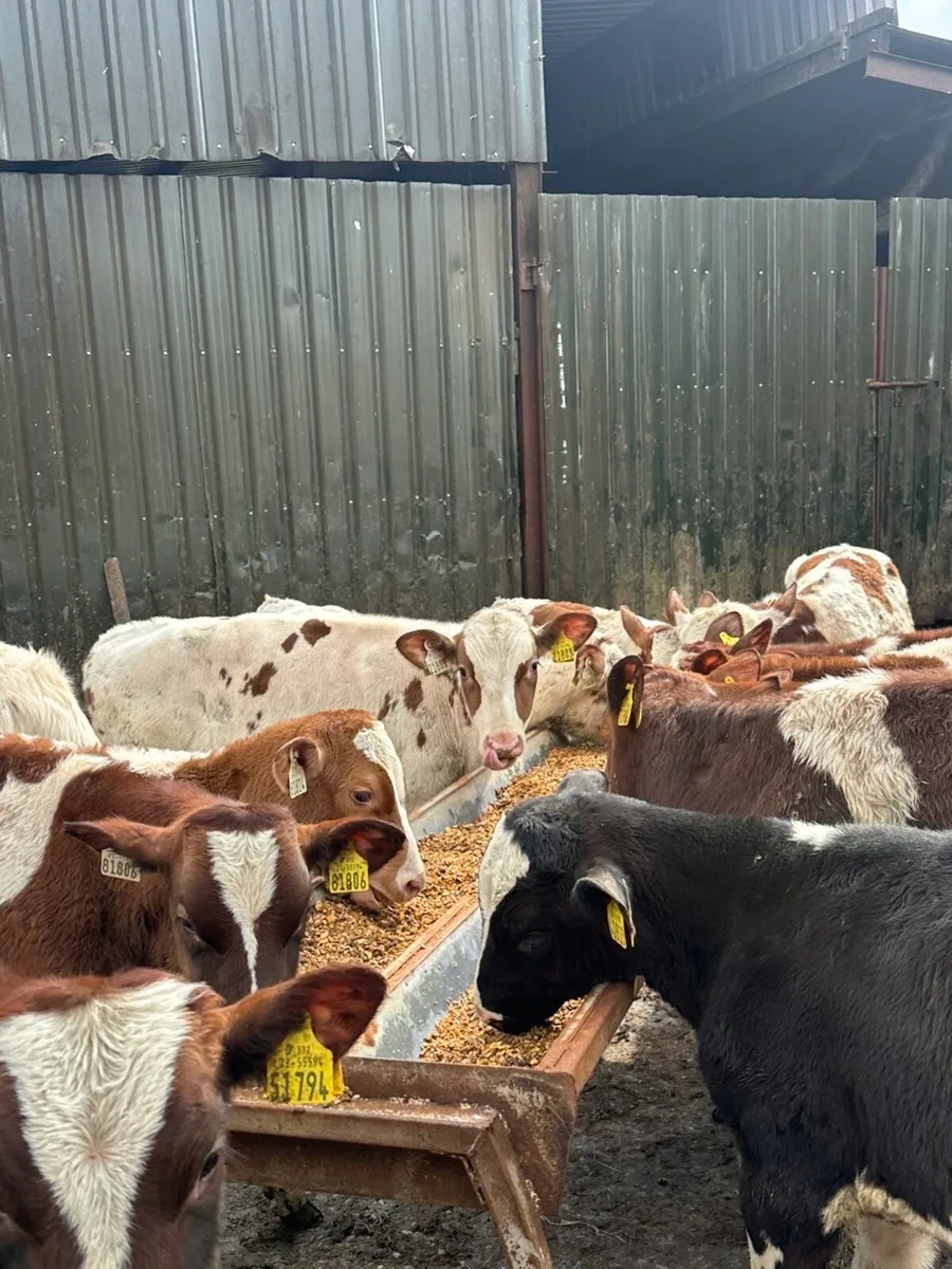 19 friesian bulls for sale - Image 2