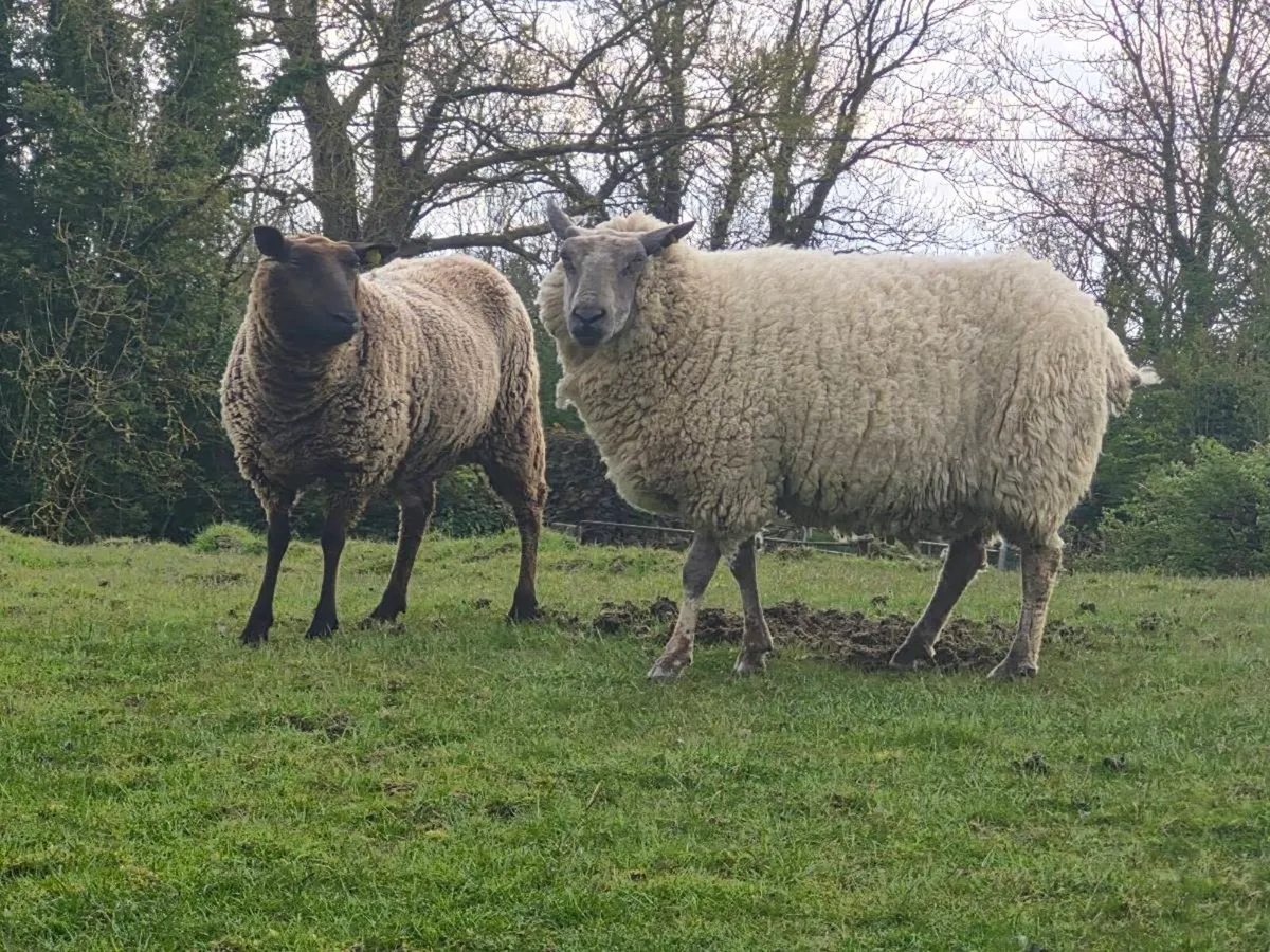Foster ewe for sale