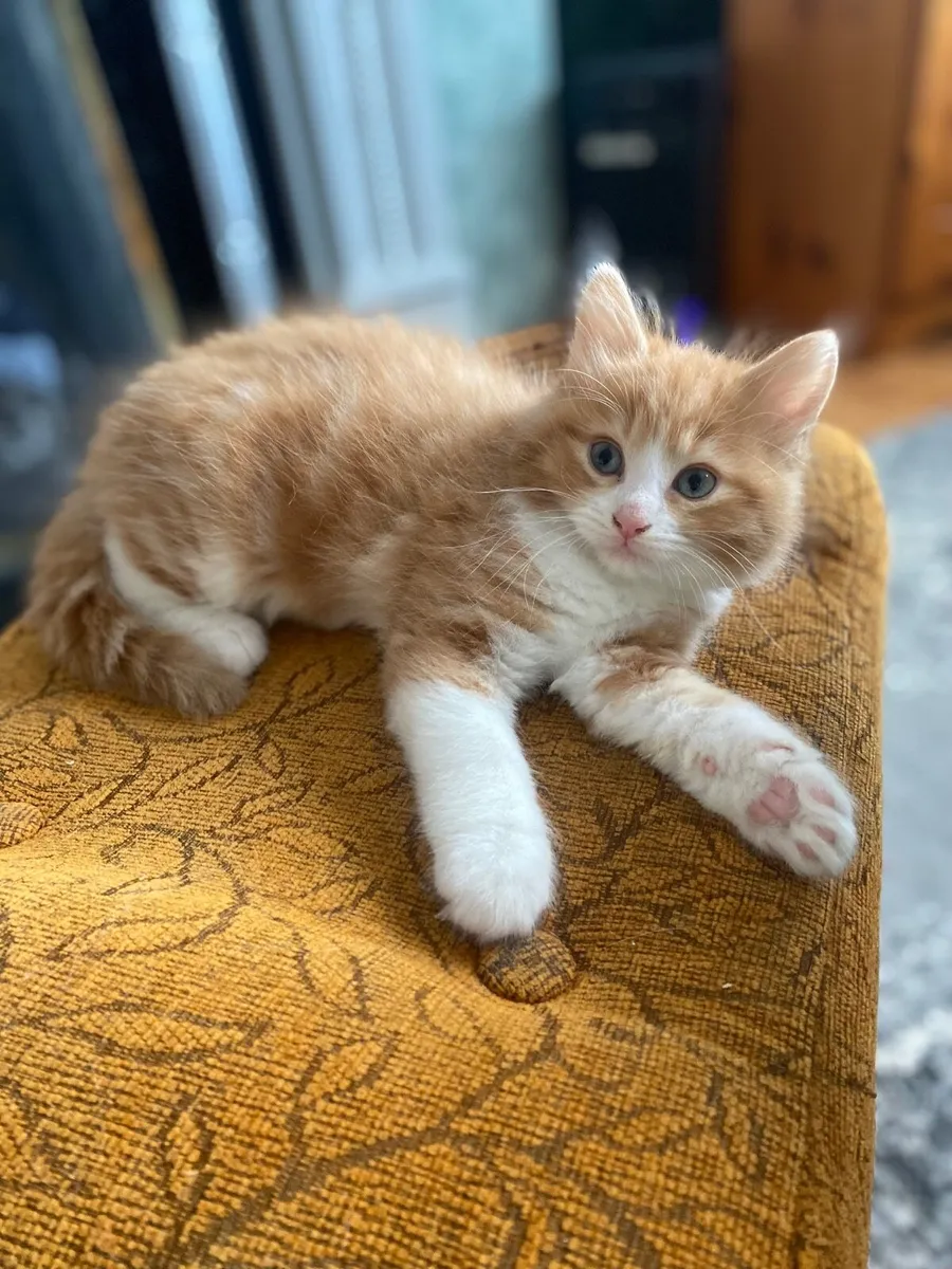 Cats ( all reserved) - Image 1