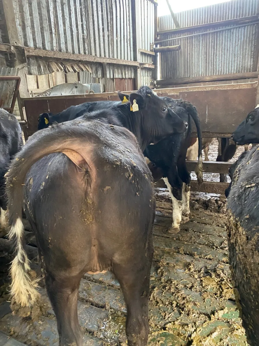 Fr bullocks - Image 1