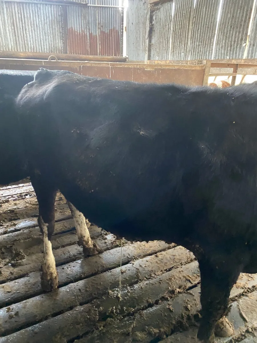 Fr bullocks - Image 2