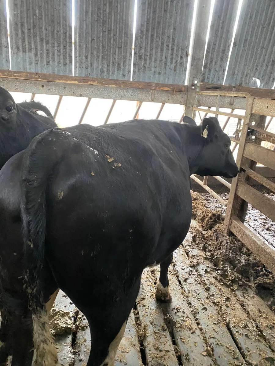 Fr bullocks - Image 3