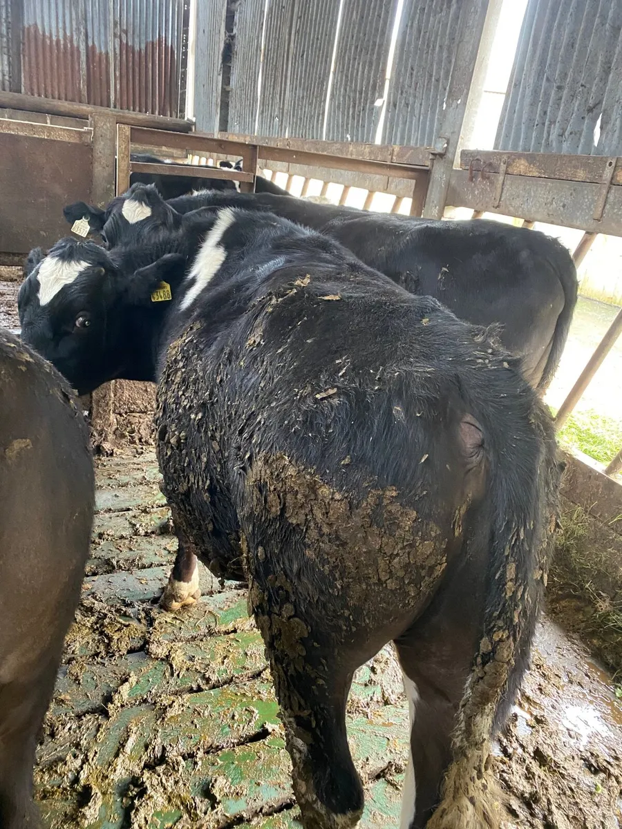 Fr bullocks - Image 4