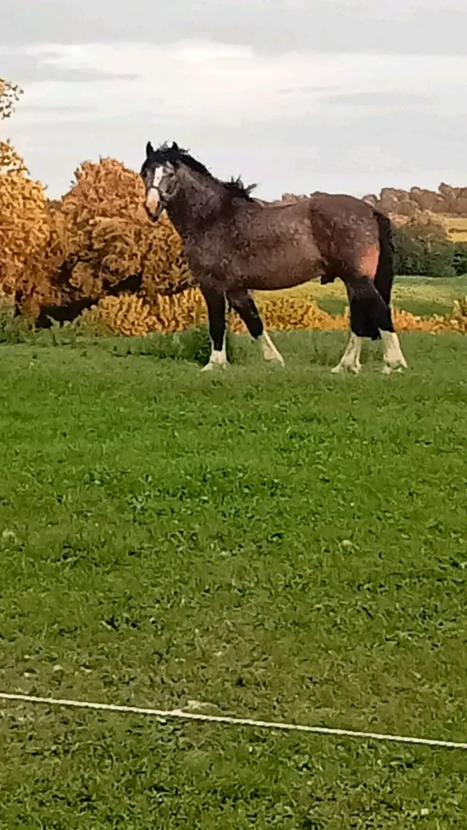 Cob stallion - Image 4