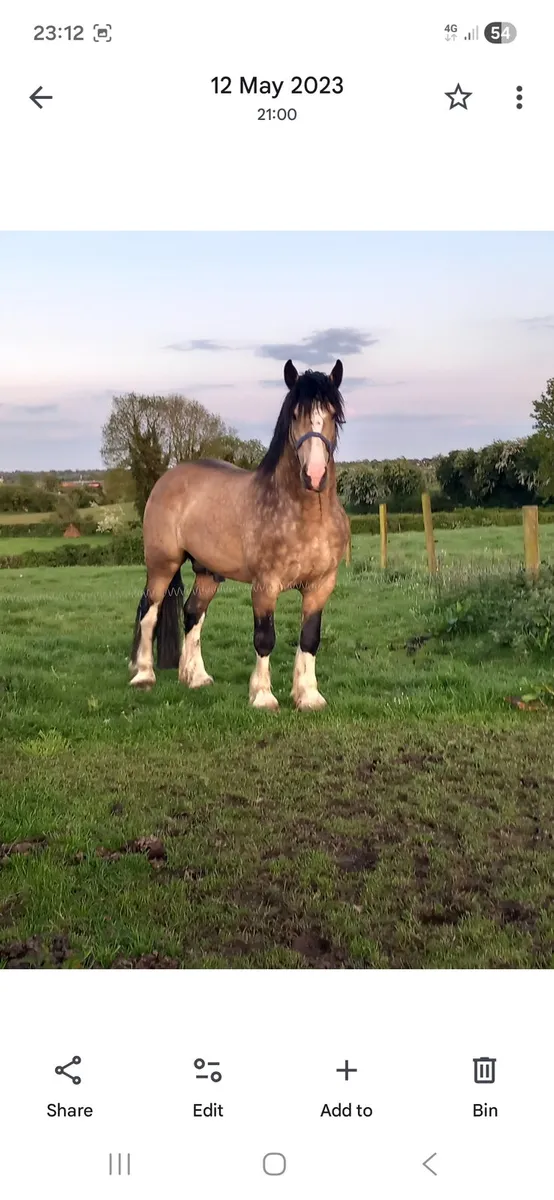 Cob stallion - Image 1