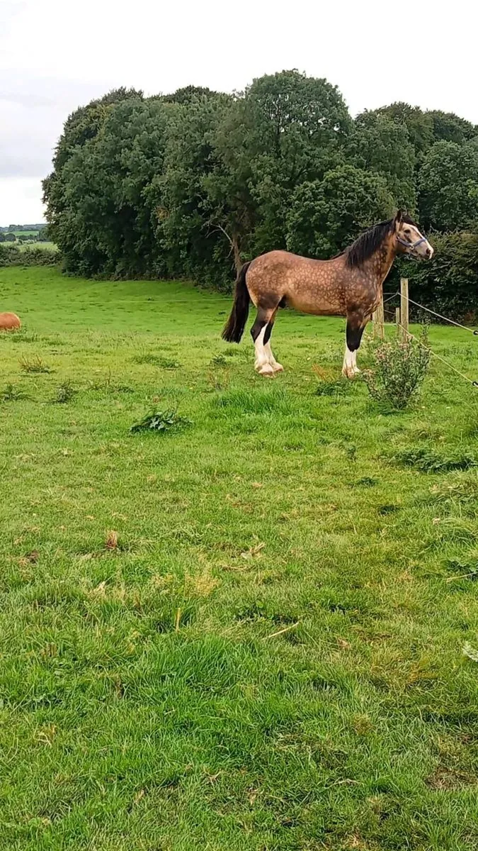 Cob stallion - Image 2