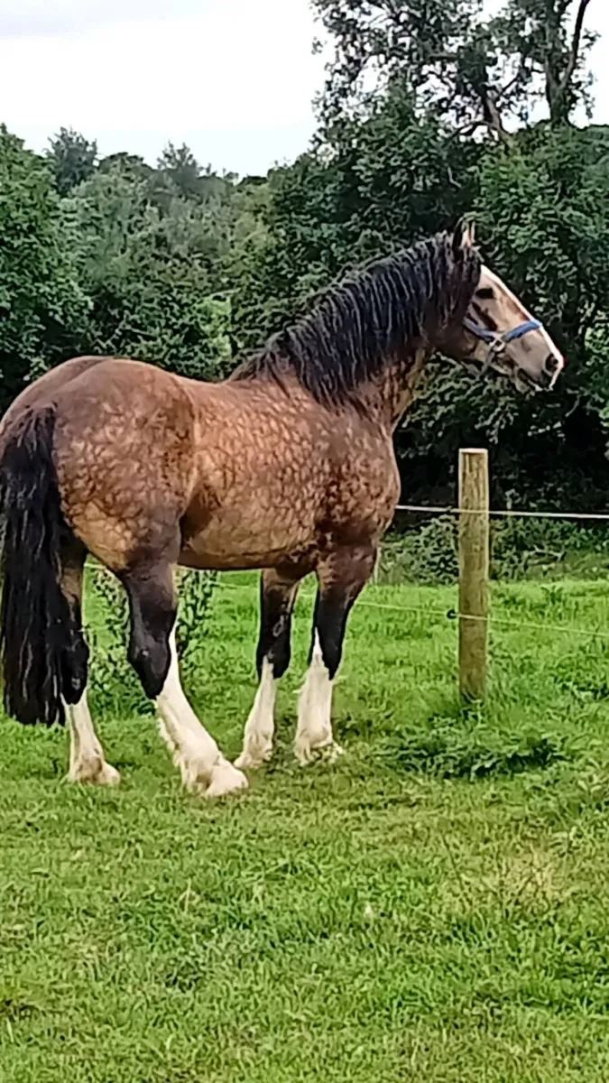 Cob stallion - Image 3