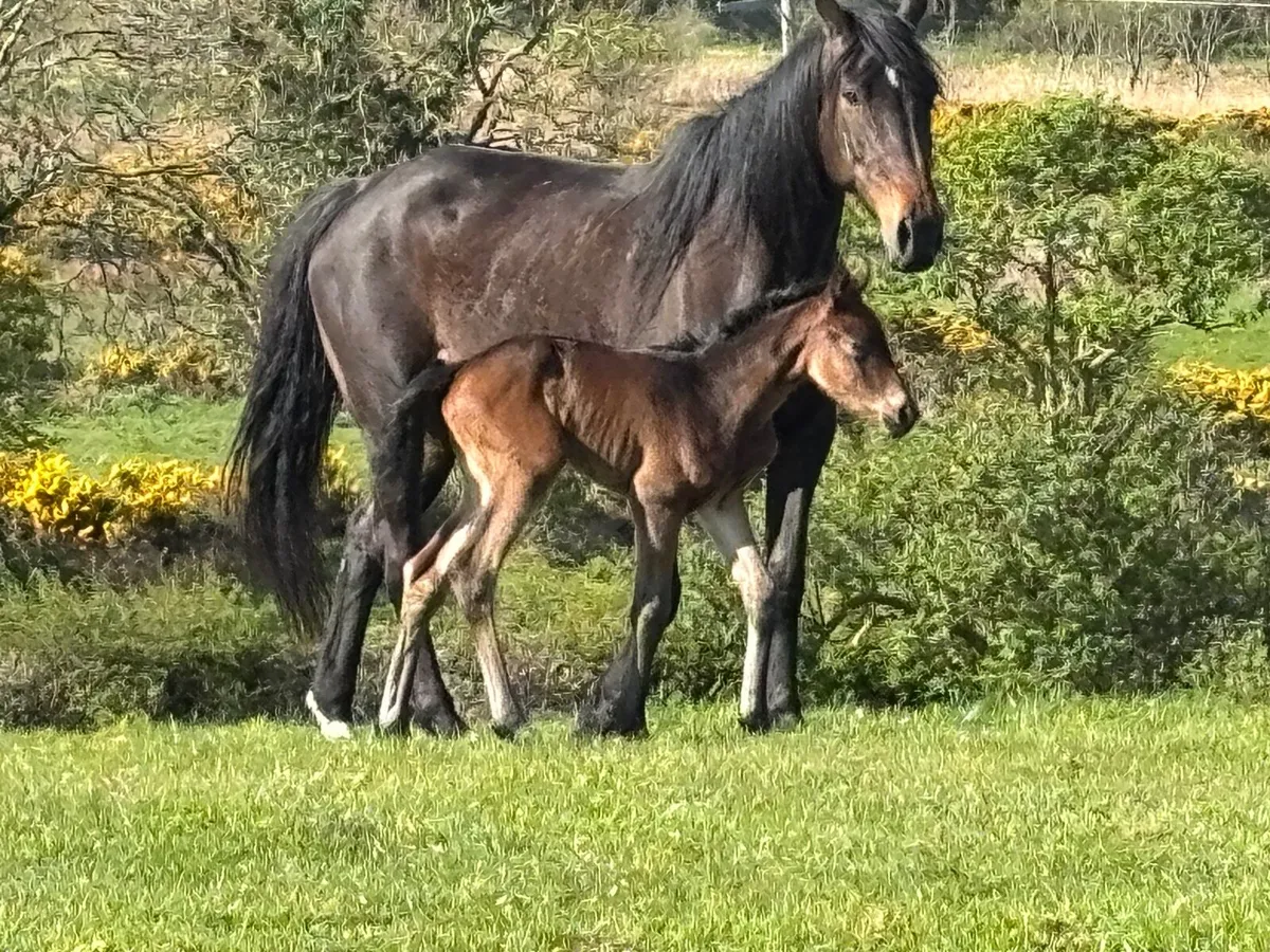 IHS Broodmare with super filly foal at foot - Image 1