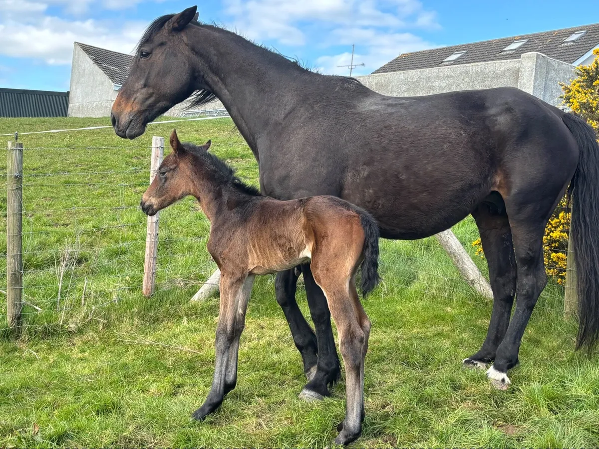 IHS Broodmare with super filly foal at foot - Image 2