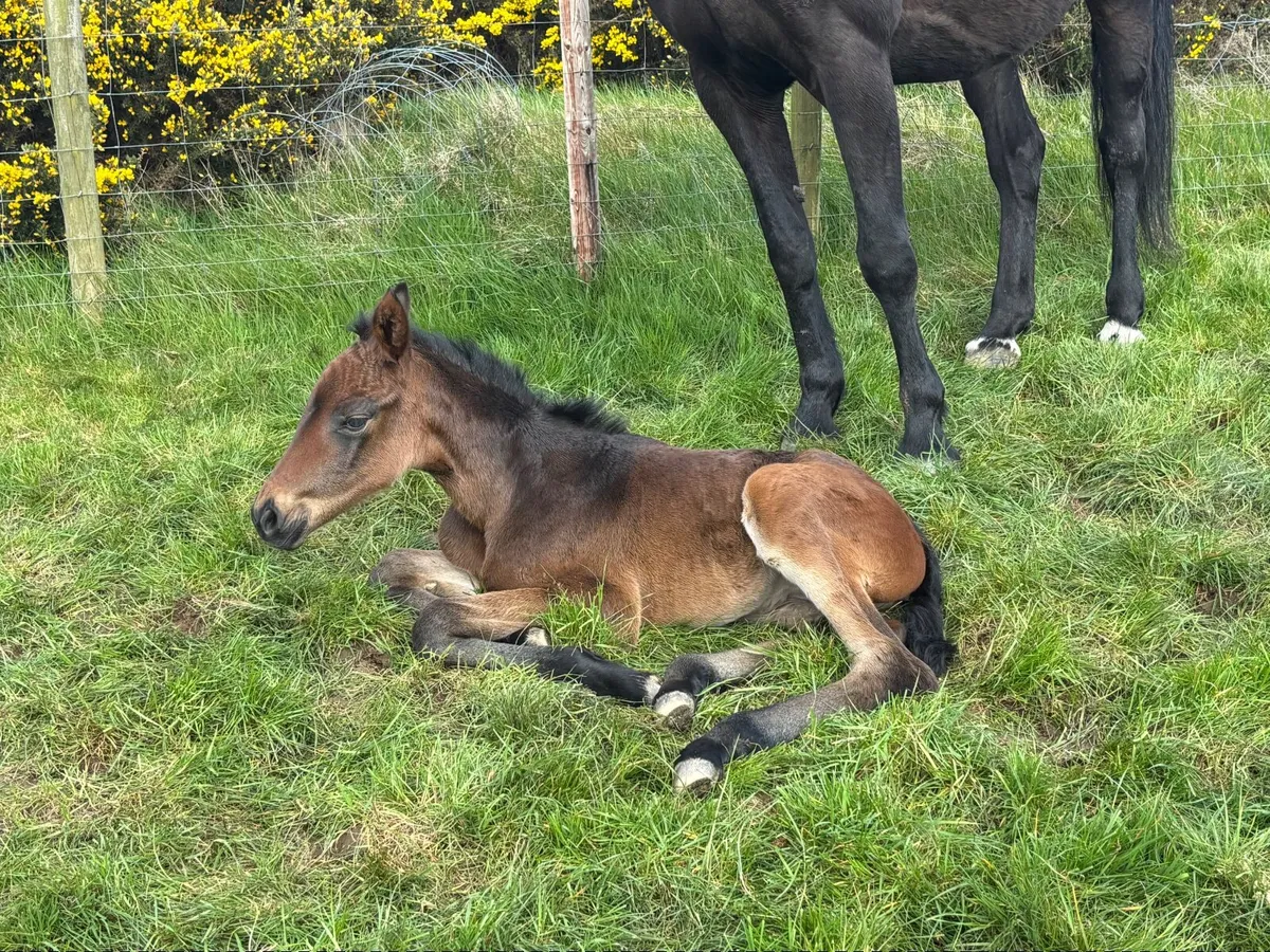 IHS Broodmare with super filly foal at foot - Image 3