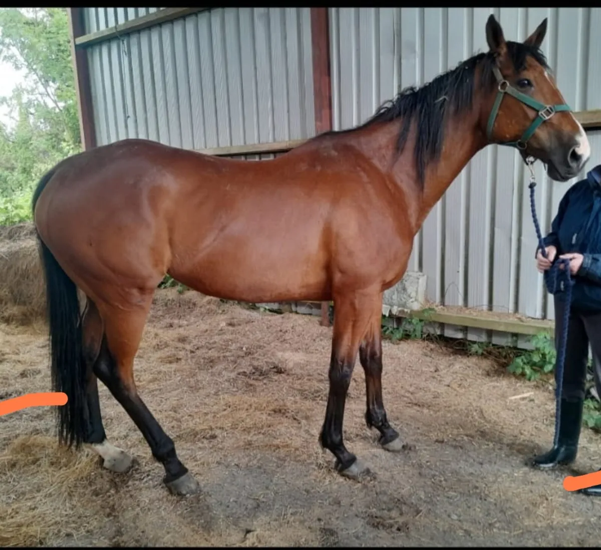 Thororougbred Gelding 16.3 - Image 1