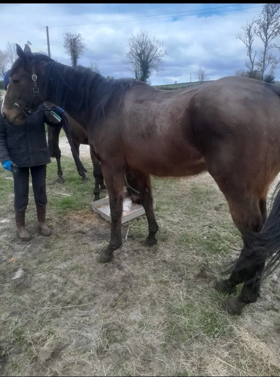 Thororougbred Gelding 16.3 - Image 2