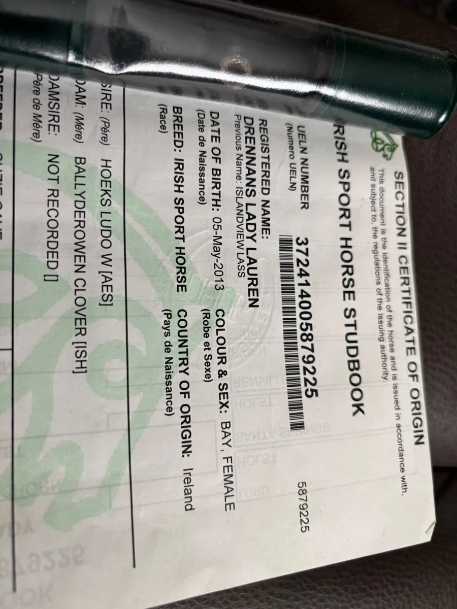 IHS Broodmare with super filly foal at foot - Image 4