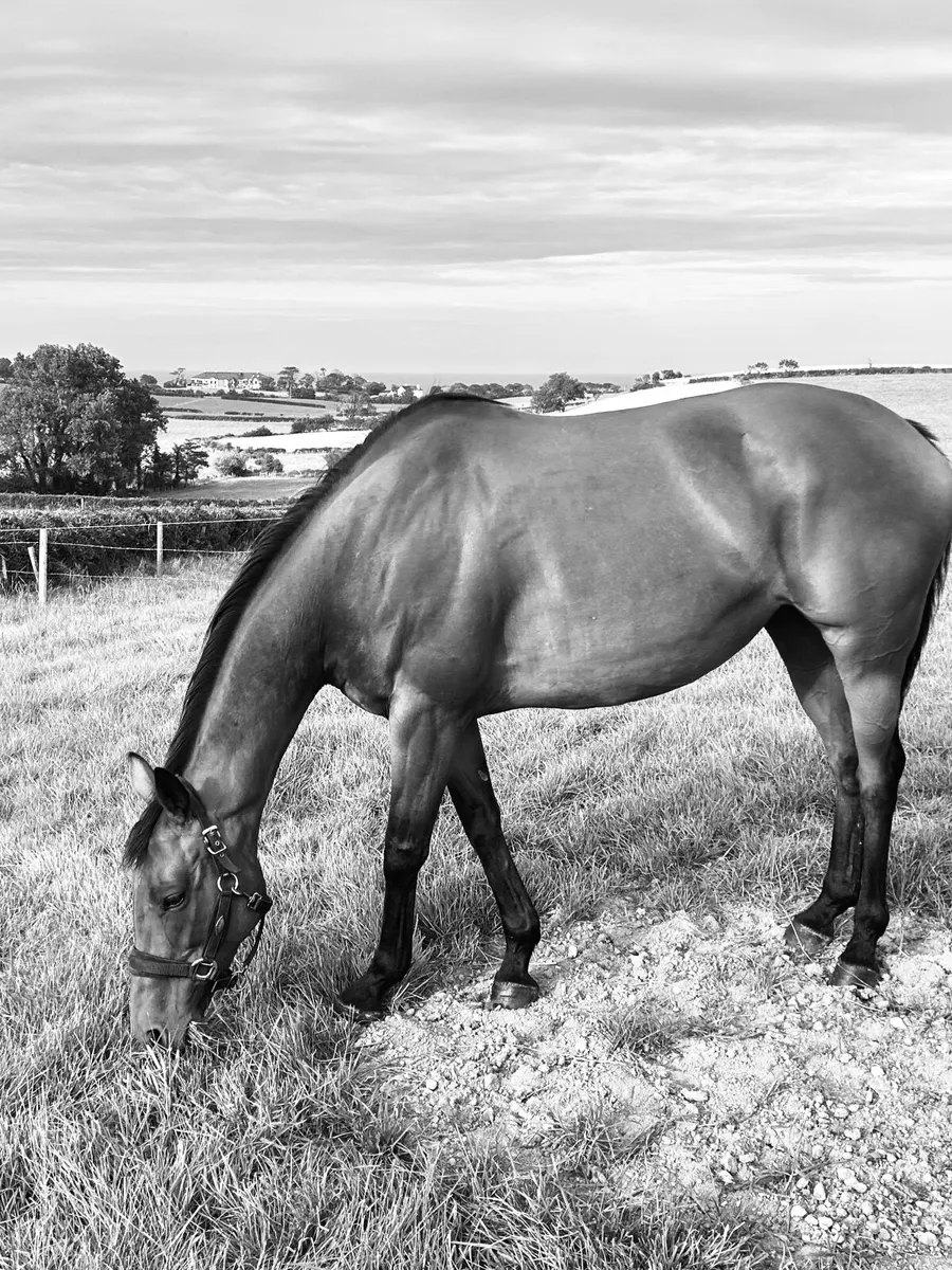 Beautiful Bay Mare - Image 2
