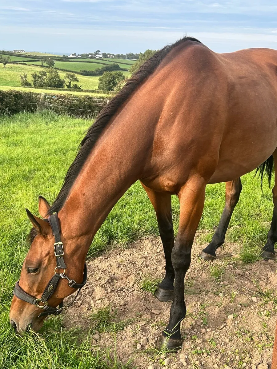 Beautiful Bay Mare - Image 4