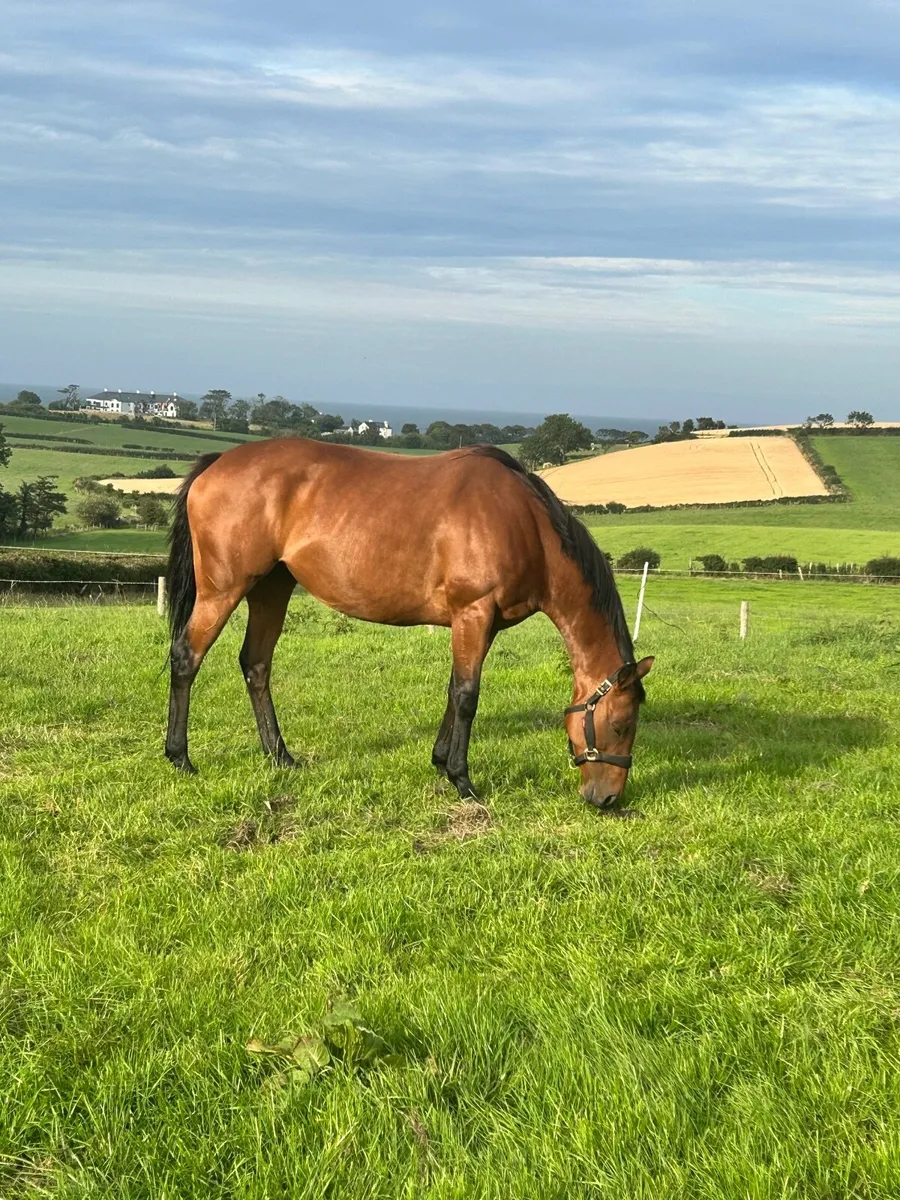 Beautiful Bay Mare - Image 3