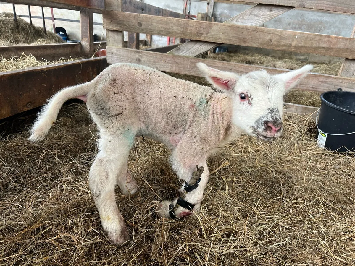 Free pet lamb