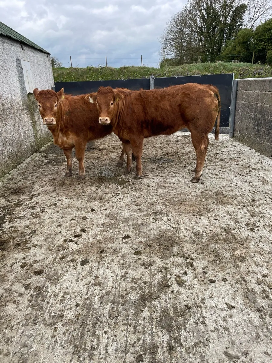 Pedigree limousin heifers 5 stars - Image 1