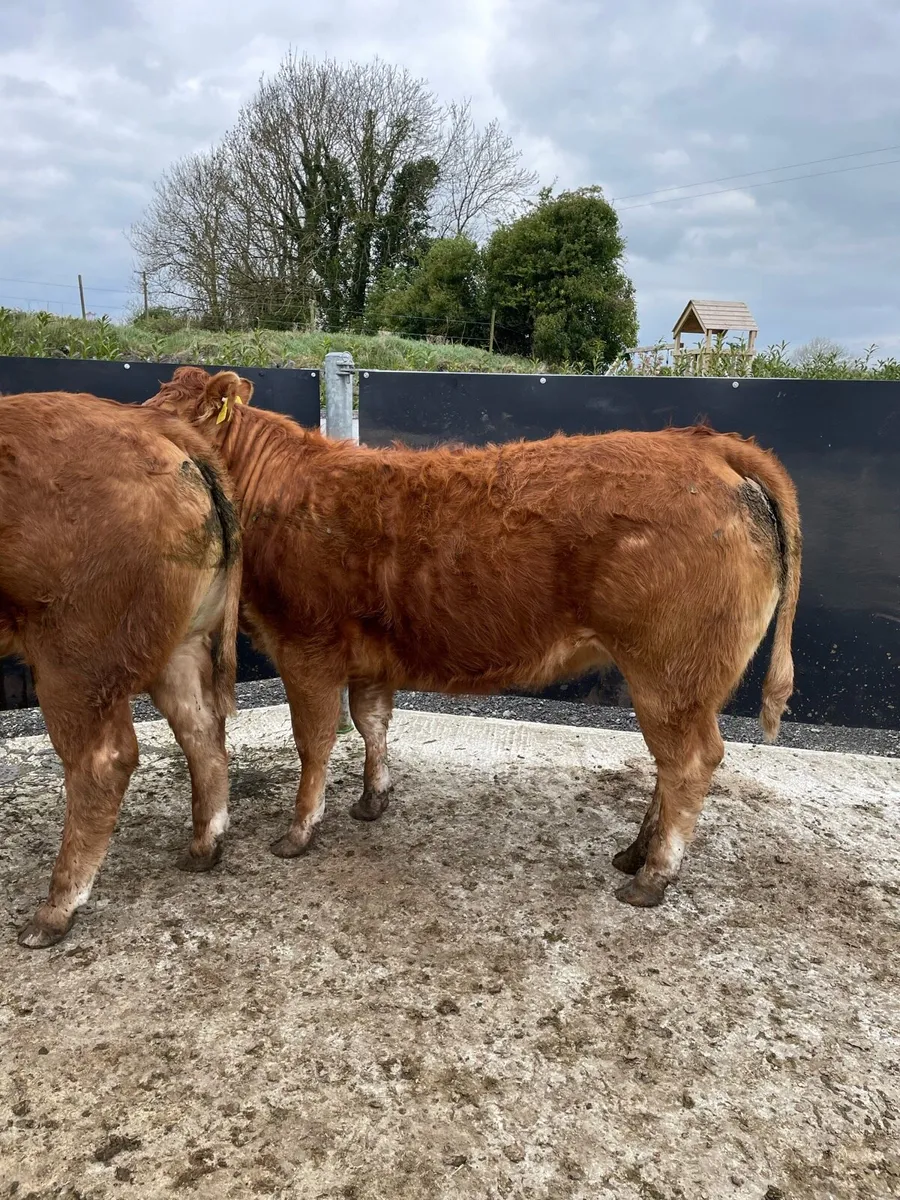 Pedigree limousin heifers 5 stars - Image 3