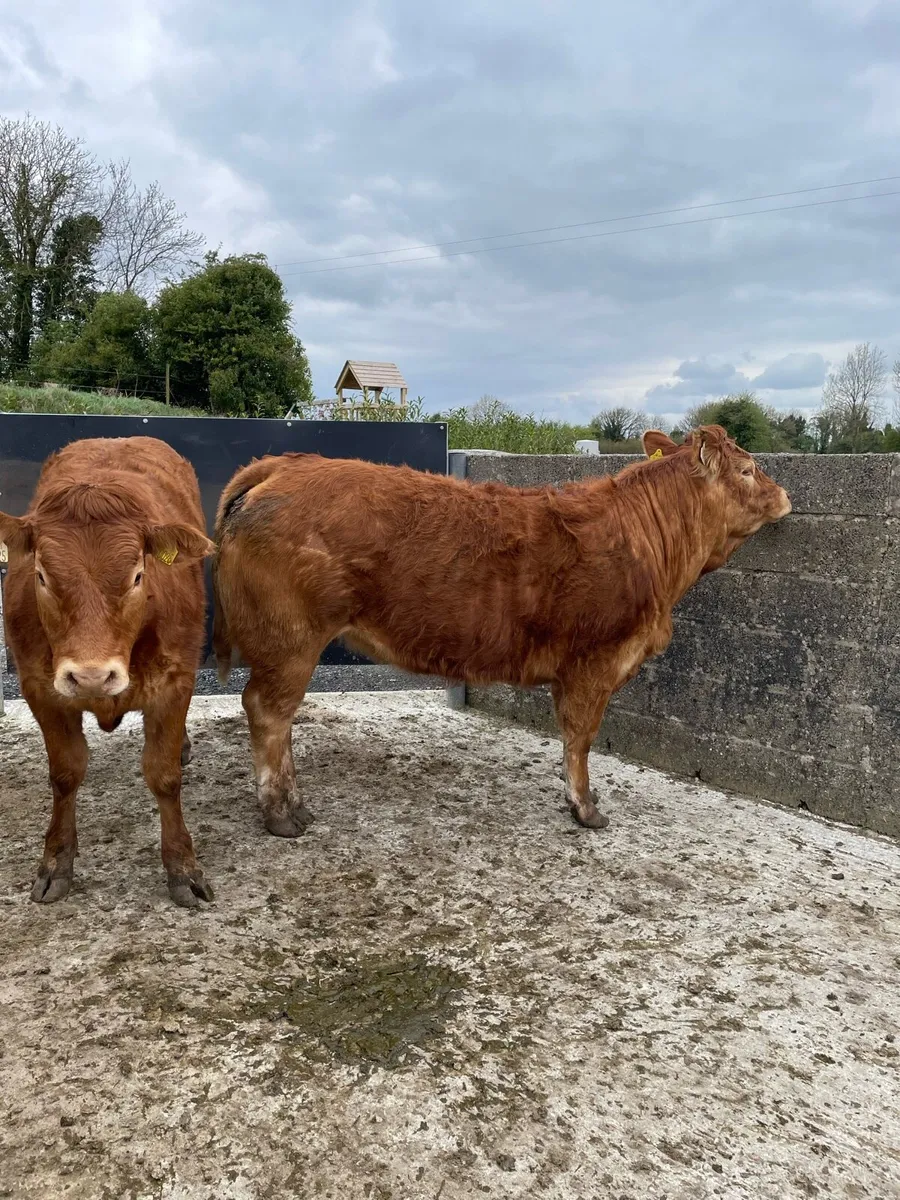 Pedigree limousin heifers 5 stars - Image 4
