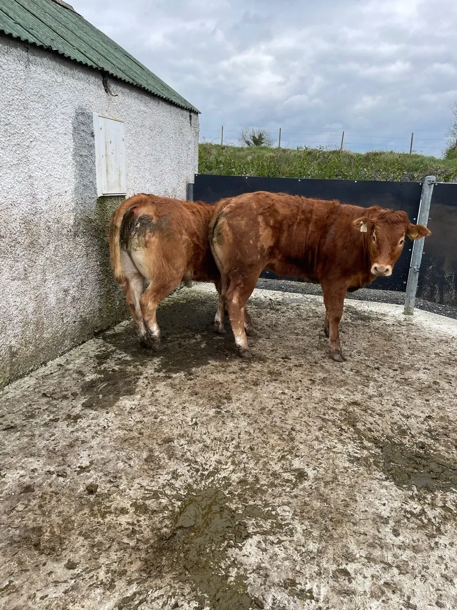 Pedigree limousin heifers 5 stars - Image 2