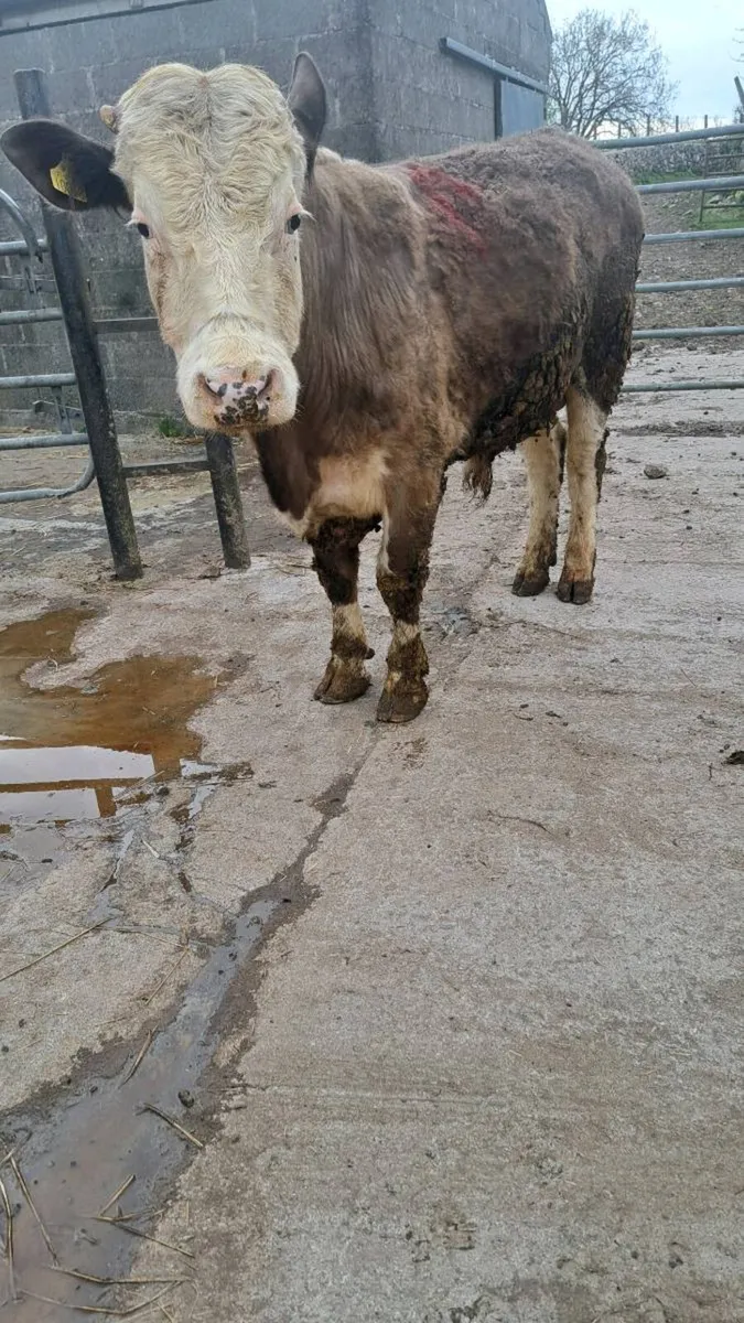 Vasectomised teaser bull - Image 2