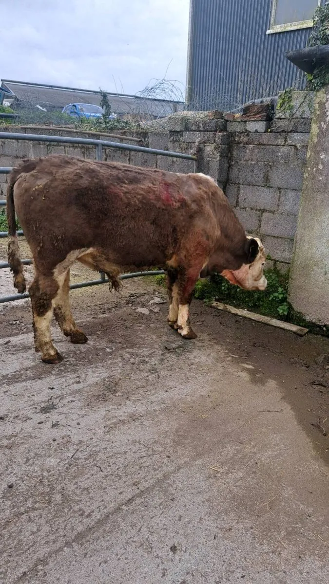 Vasectomised teaser bull - Image 1