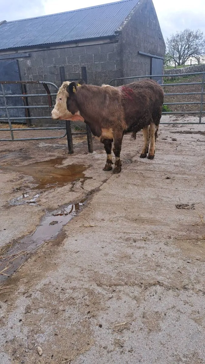 Vasectomised teaser bull - Image 3