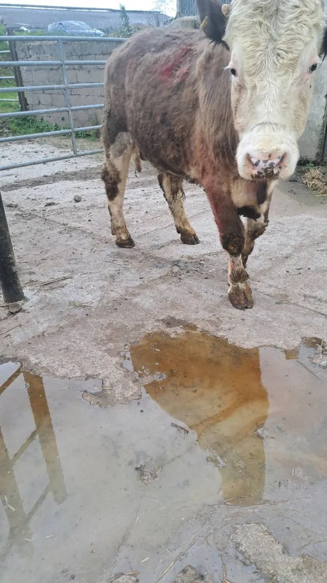 Vasectomised teaser bull - Image 4