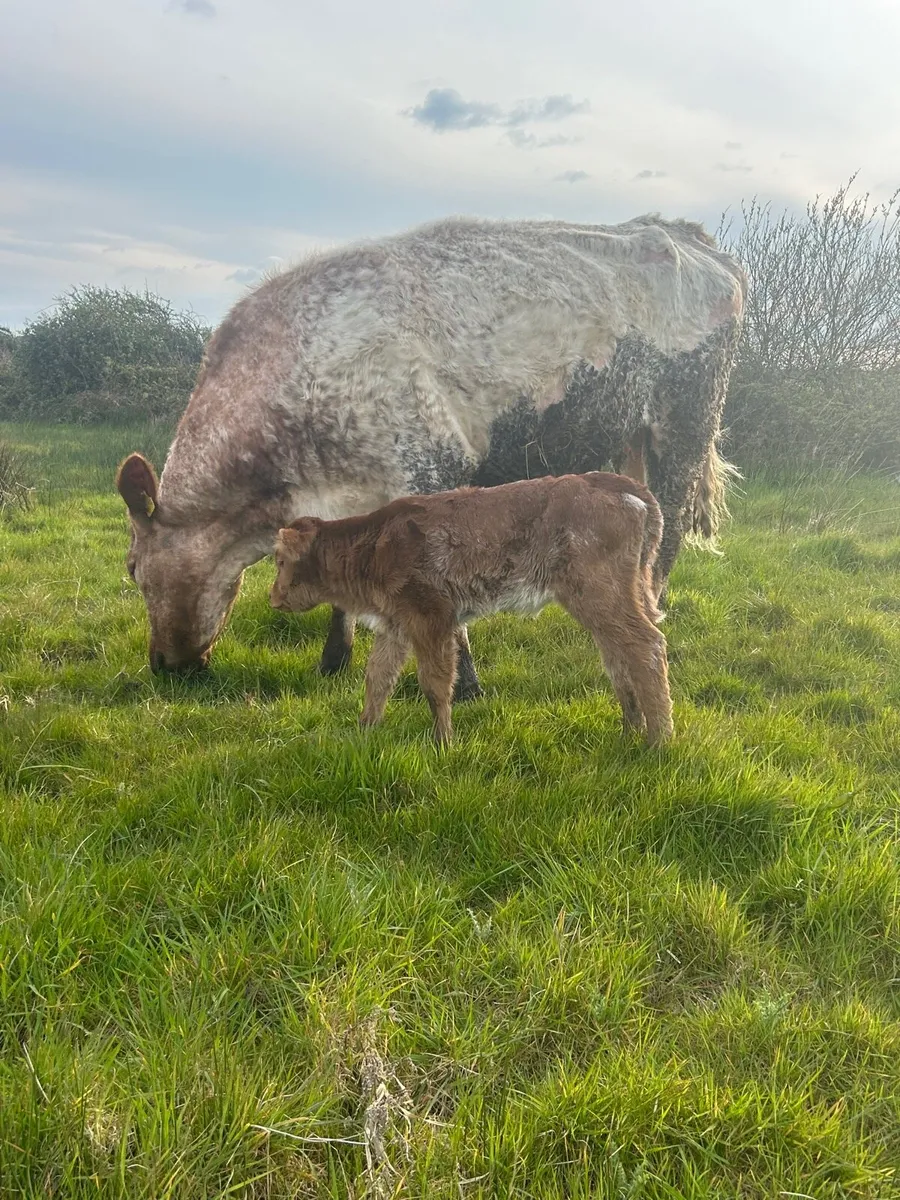 ROAN SUCKLER PAIR - Image 1