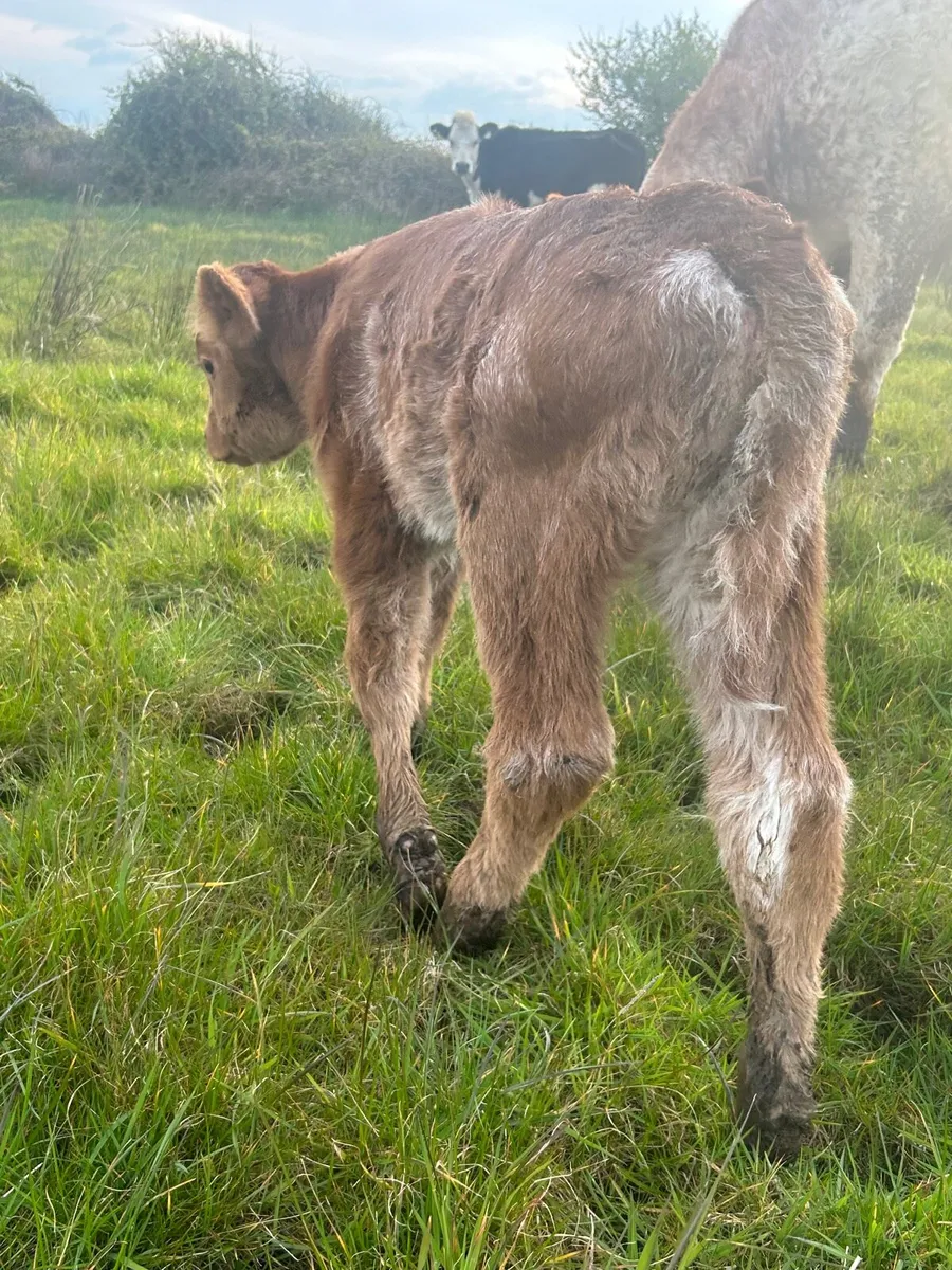 ROAN SUCKLER PAIR - Image 2