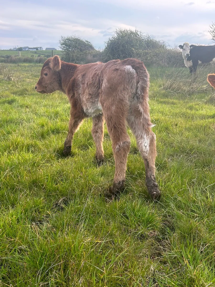 ROAN SUCKLER PAIR - Image 3