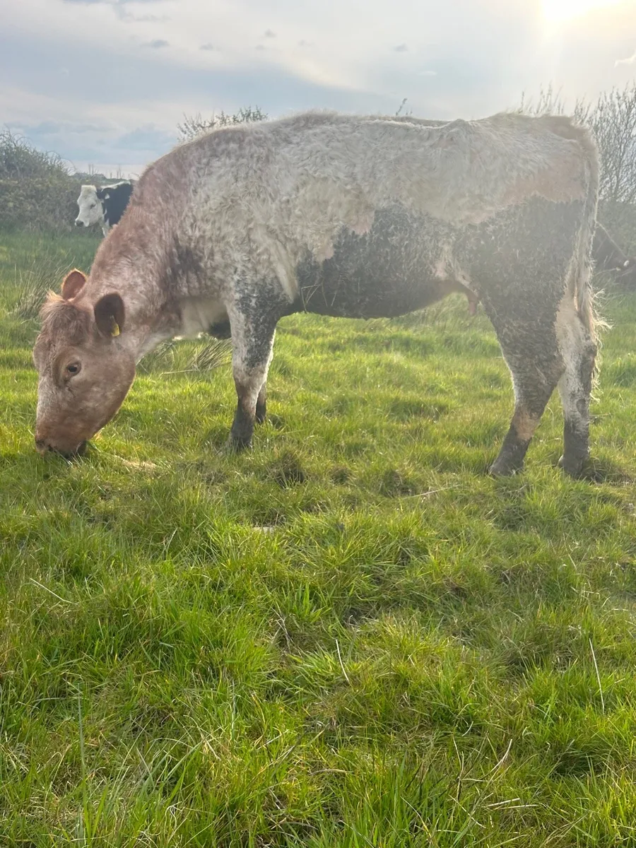 ROAN SUCKLER PAIR - Image 4