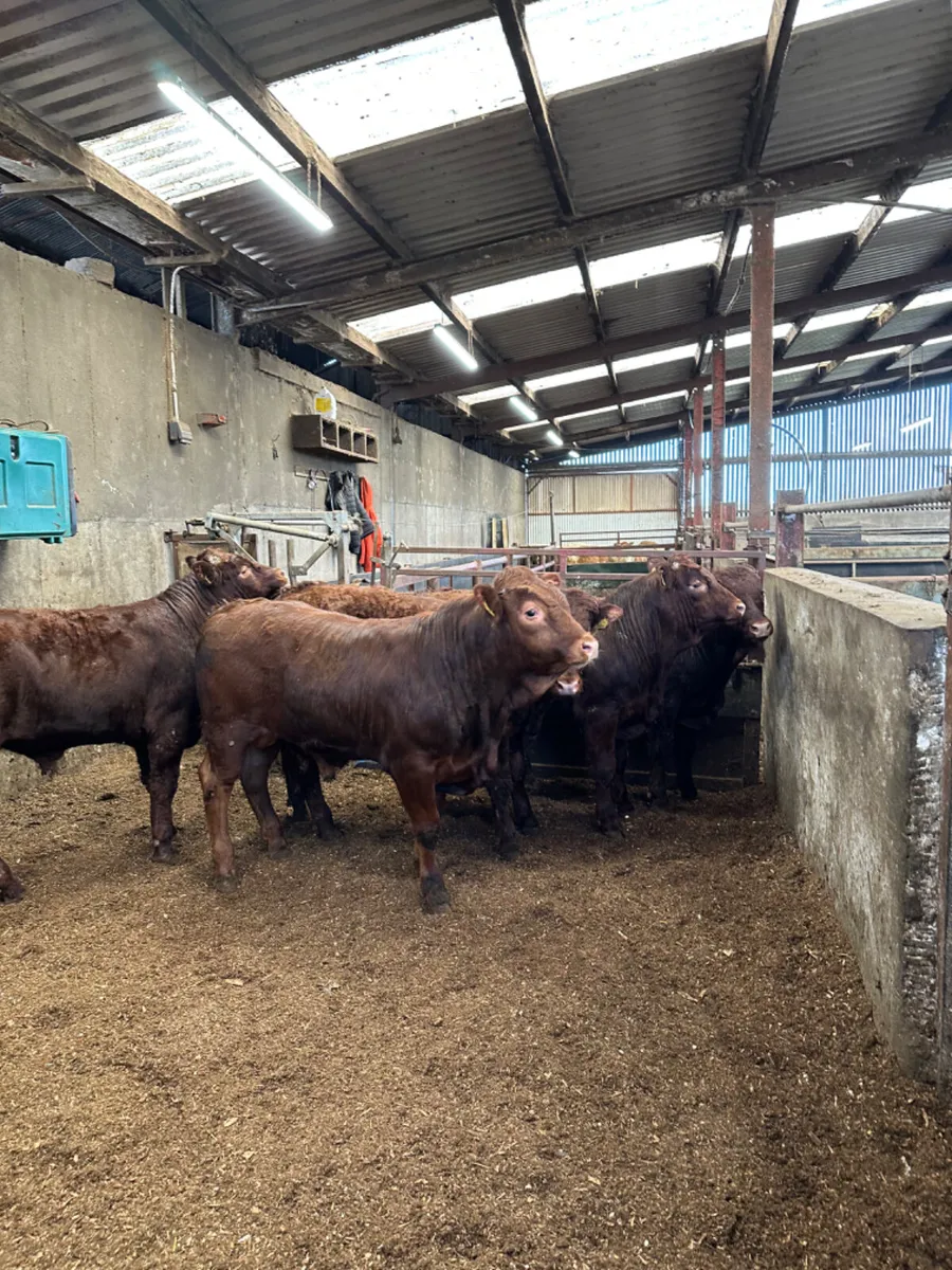 PBNR Saler bulls - Image 1