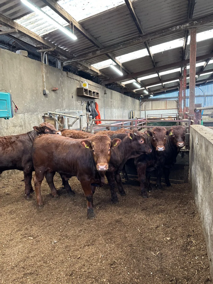 PBNR Saler bulls - Image 3