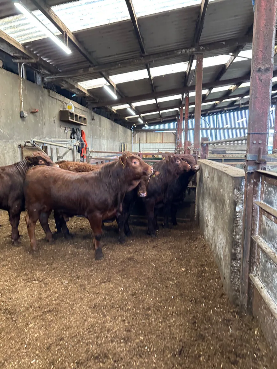 PBNR Saler bulls - Image 2