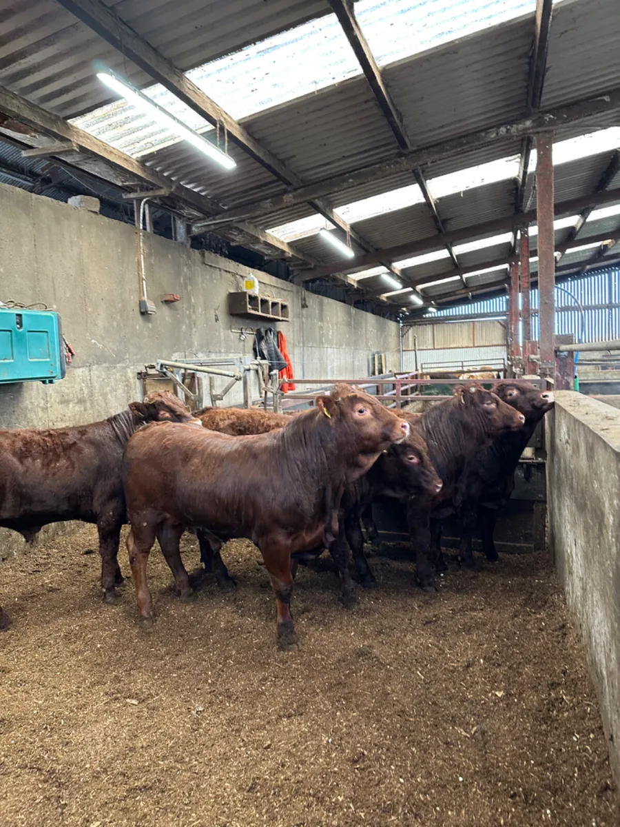 PBNR Saler bulls - Image 4