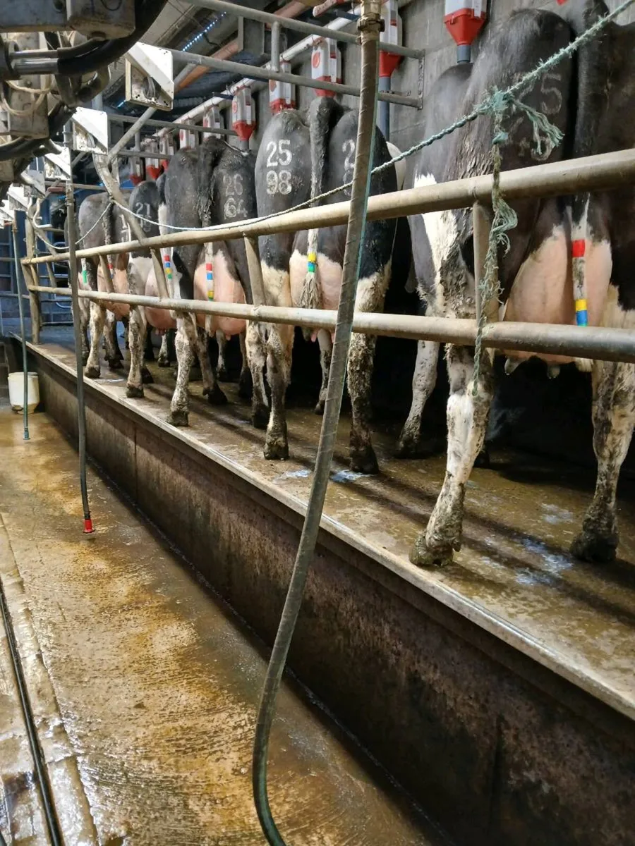 Portumna mart ,milking cows