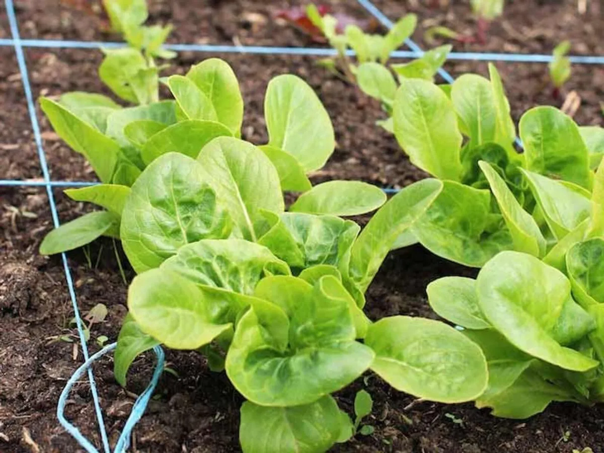 Allotment Raised Beds - 22.5cm High (180cm x - Image 4
