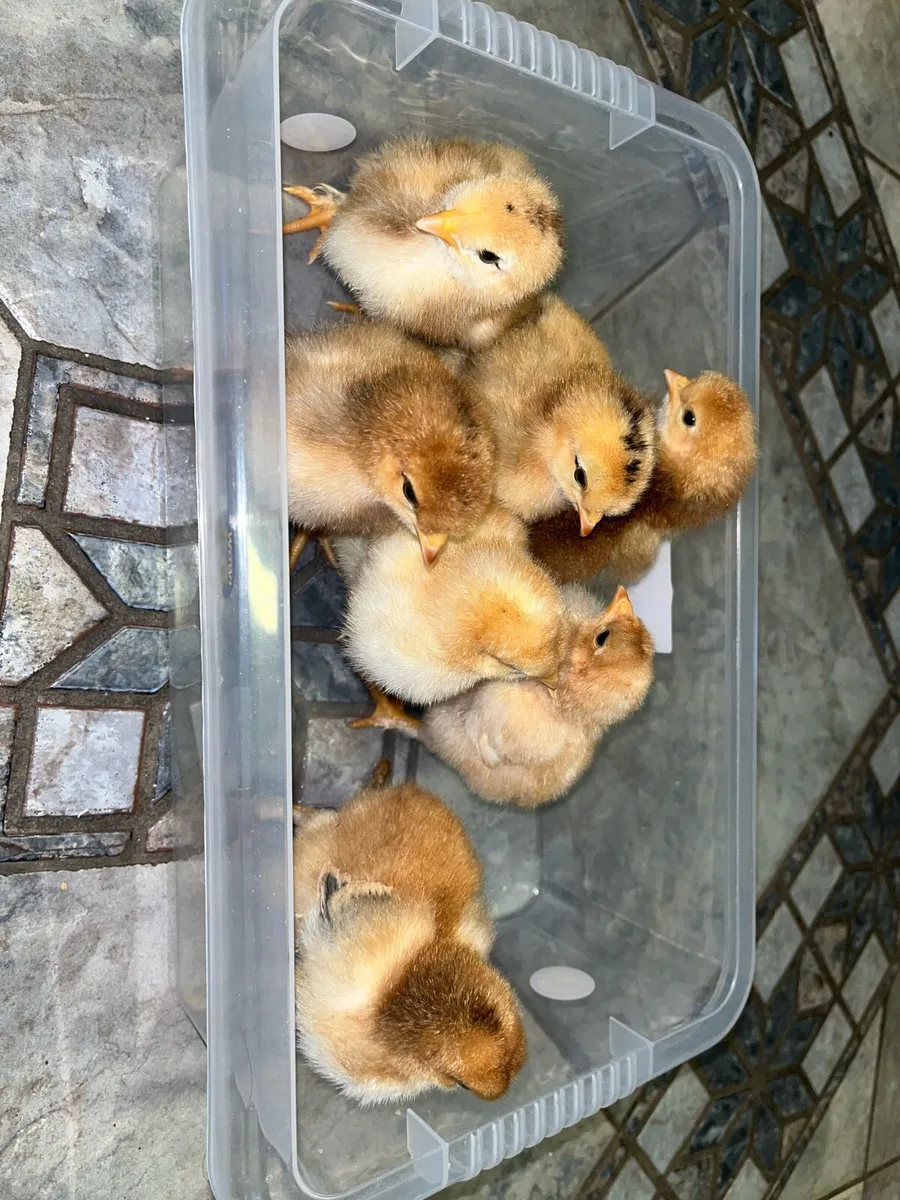 Red Hybrid Layer X Brahma - Image 2