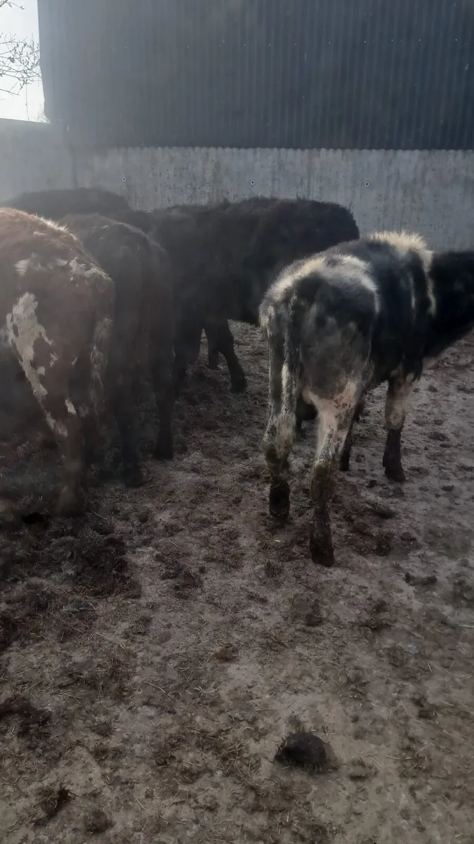 Angus, Hereford and Belgium blue - Image 2