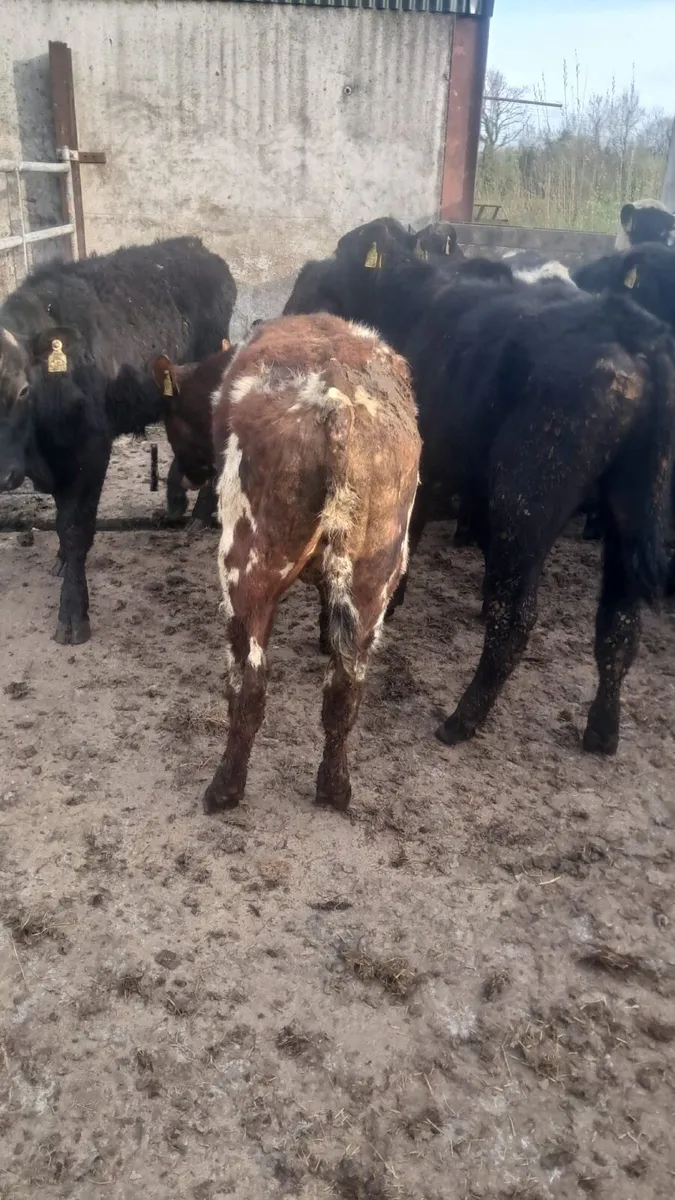 Angus, Hereford and Belgium blue - Image 3